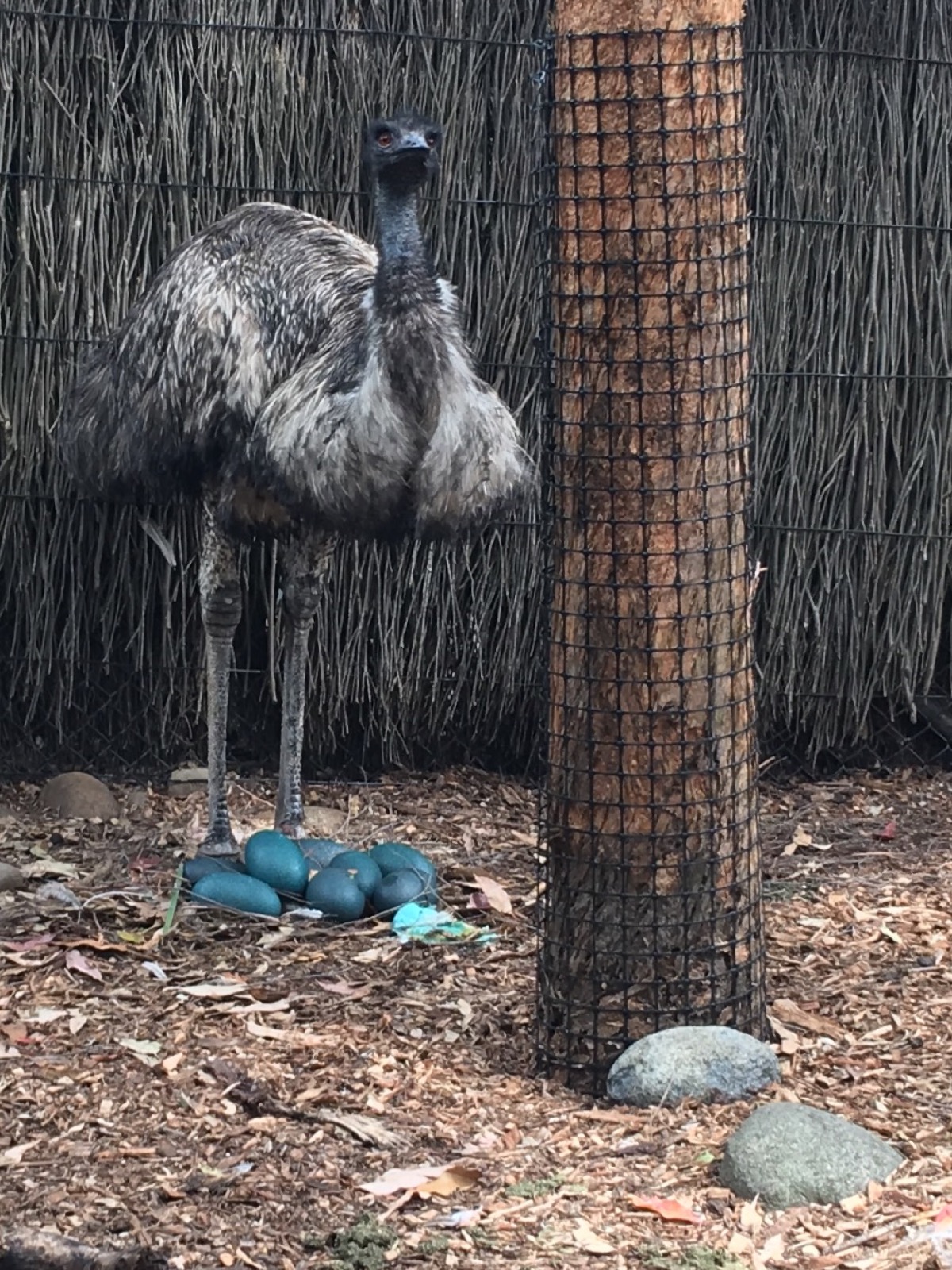 taronga-zoo-emu