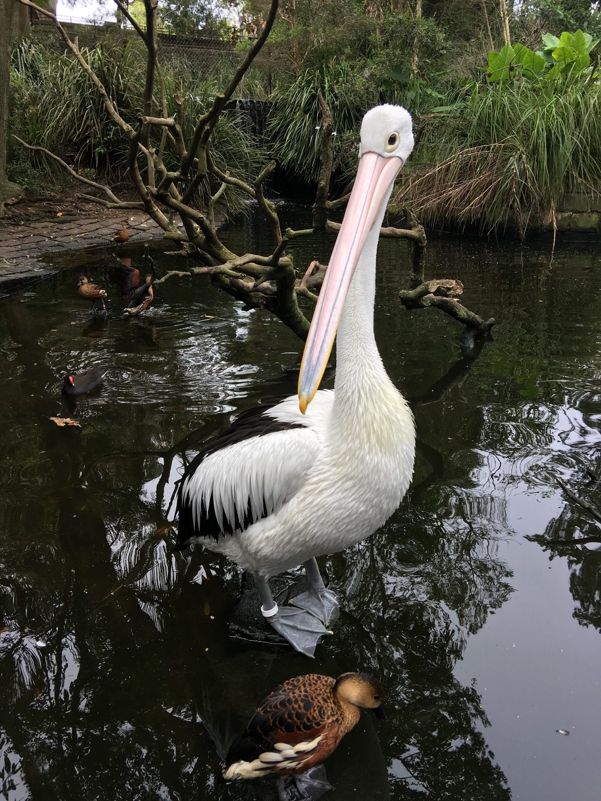 taronga-zoo-pelican