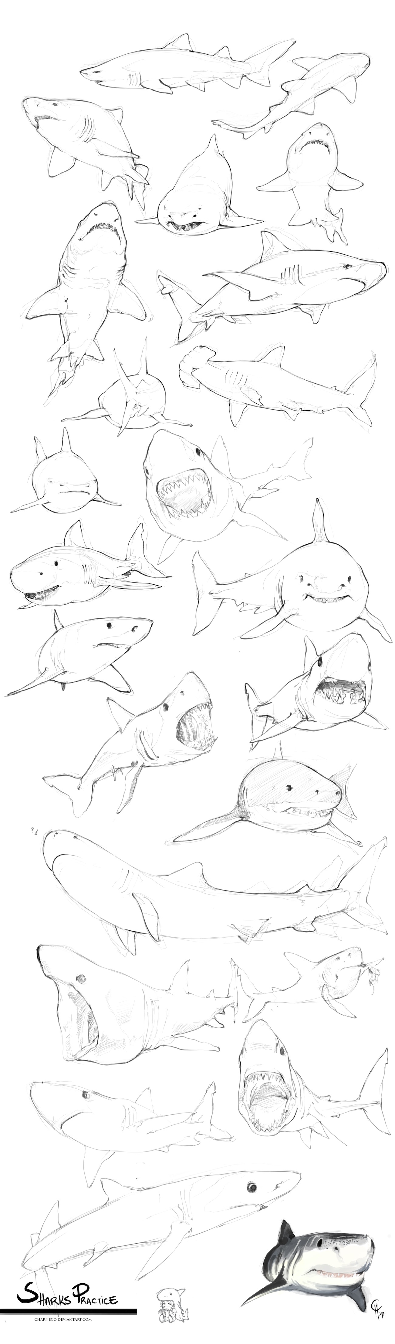 shark-drawings