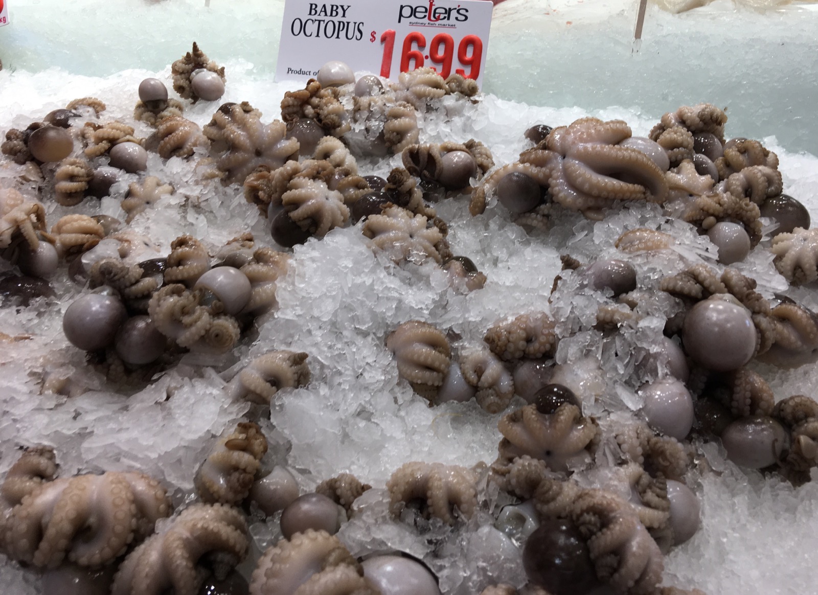 sydney-fish-market_baby-octopus