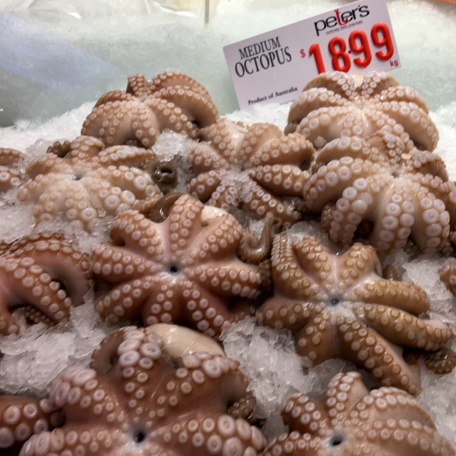 sydney-fish-market_medium-octopus