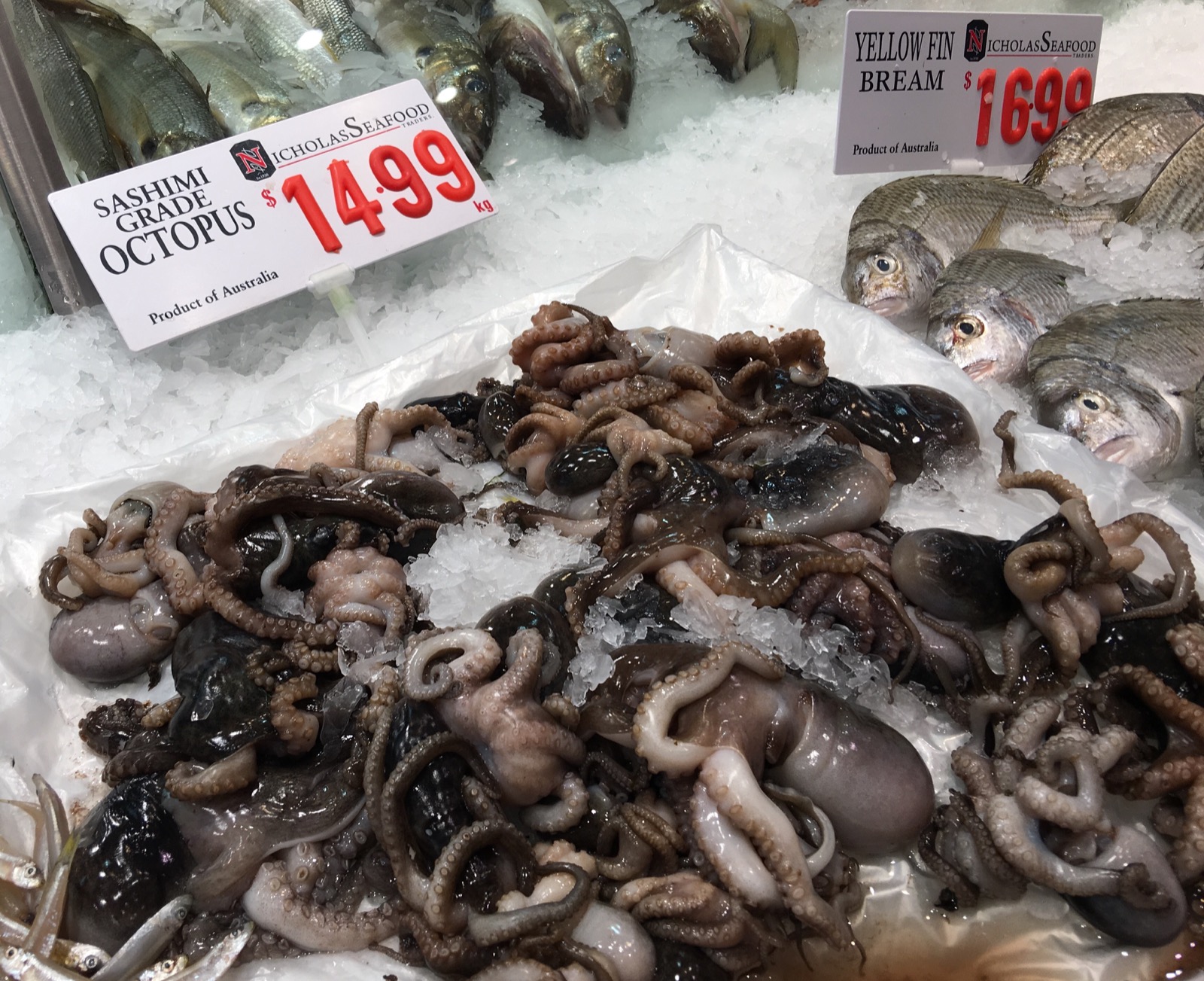 sydney-fish-market_sashimi-grade-octopus