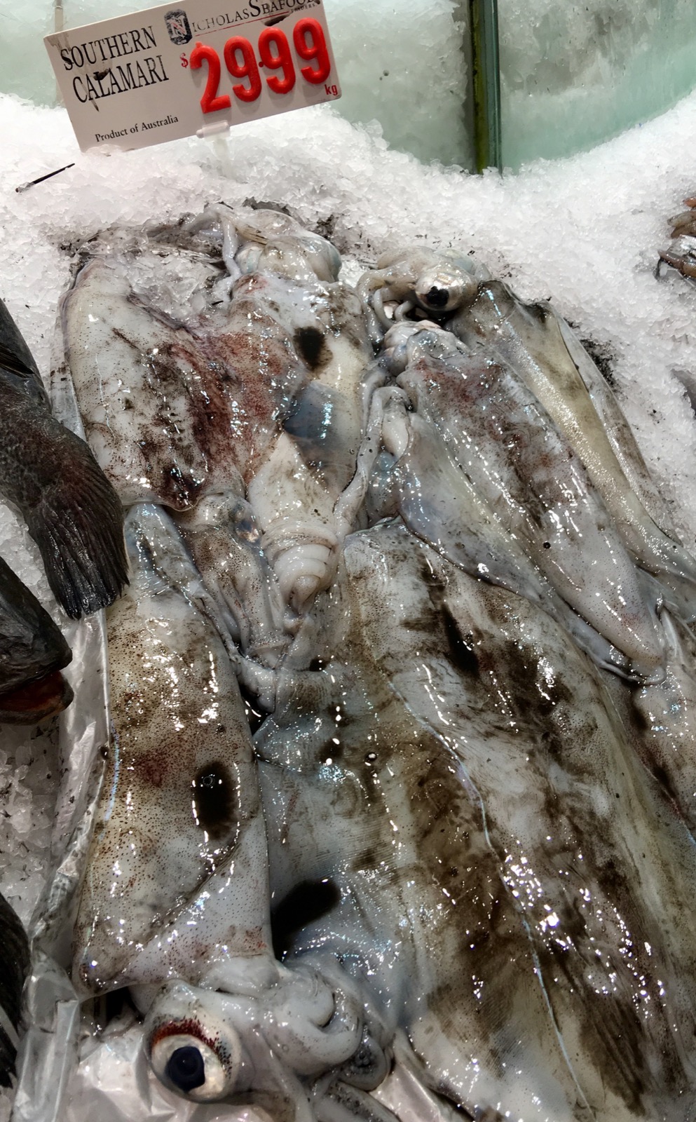 sydney-fish-market_southern-calamari